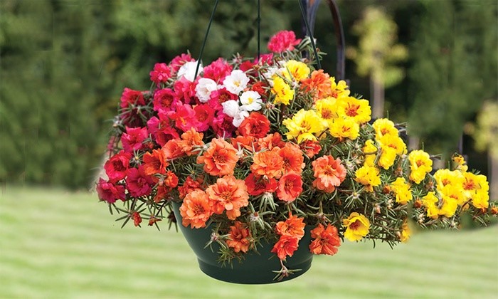 Trồng cây hoa mười giờ có thể đem lại một không gian xanh tươi và đầy nội lực cho ngôi nhà của bạn. Với những lời khuyên chăm sóc của chúng tôi, bạn có thể dễ dàng trồng hoa này và thu hoạch những bông hoa đẹp nhất.
